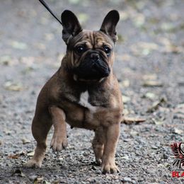 Scarlett - French Bulldog