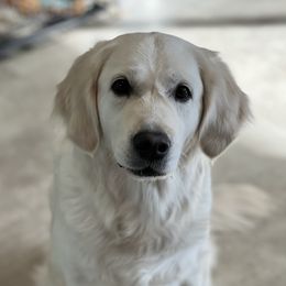 Lyla - Golden Retriever