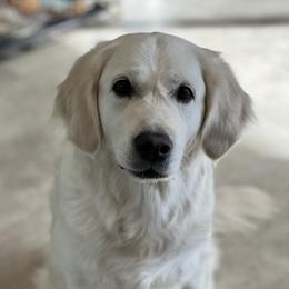 Lyla - Golden Retriever