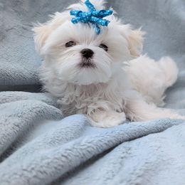 Peetie - White male Maltese puppy in Walnut Ridge, Arkansas from Maltese Madness by Shannon Smith