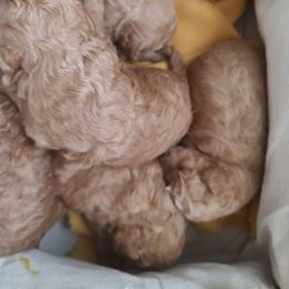 Poodle Puppies from Mini paw love