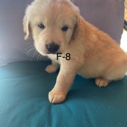 Golden Retriever Puppies from Emily Goetting