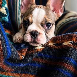 Stella May - White and fawn female French Bulldog puppy in Florida from Doxie Rugrats
