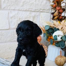 Light Pink - female Golden Mountain Doodle puppy in Leander, Texas from Olive Grove Doodles