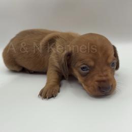Light Pink - Red female Dachshund puppy in Brandon, Mississippi from A & N Kennels