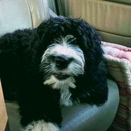 Bernedoodle and Double Doodle Puppies from Cloud Nine Doodles