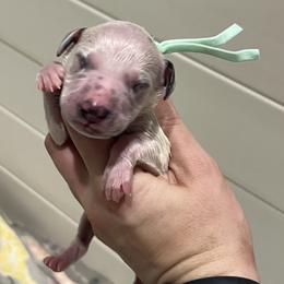 Teal - White and black female Dalmatian puppy in Austin, Texas from Dazzling Dalz