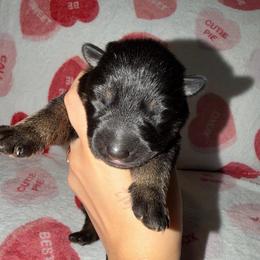 Blue Collar - Bi-color male German Shepherd puppy in Davenport, Florida from Pray Love Shepherd Kennels