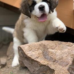 Saint Bernard Puppies from Thunder Keg St. Bernards