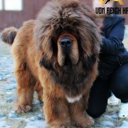 Echo - German Shepherd