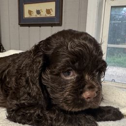 Owner names, New Puppy - Brown male Cocker Spaniel puppy in Phil Campbell, Alabama from Sandra Clark's Cocker Spaniels