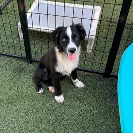 Hatchet - Black tri male Miniature American Shepherd puppy in Garysburg, North Carolina from Schaefer's Miniature American Shepherds