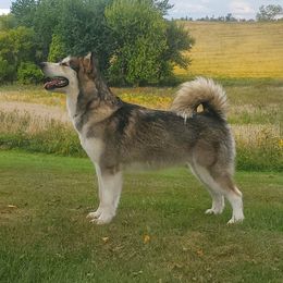Fusion - Alaskan Malamute