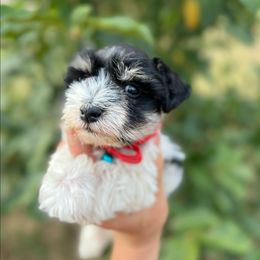 Black Party - Parti male Miniature Schnauzer puppy in Big Point, Mississippi from Lorraine's Miniature Schnauzers