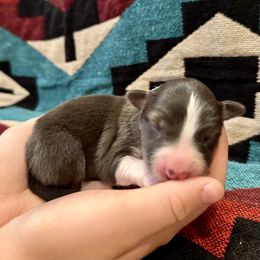 Sally Ann - Slate female Border Collie puppy in Mesa, Arizona from Ranch Girl Border Collies