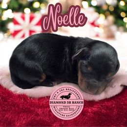 NOELLE - Black and tan female Dachshund puppy in Columbia, Louisiana from Diamond 5R Ranch AKC & CKC Miniature Dachshunds