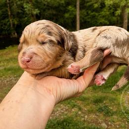 Nacho - Red merle male Aussiedoodle puppy in Mulino, Oregon from Korbella Farm