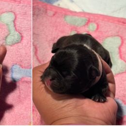 French Bulldog Puppies from Tip Top Bully House