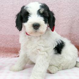 Bernedoodle and Goldendoodle Puppies from Doodles are Amazing