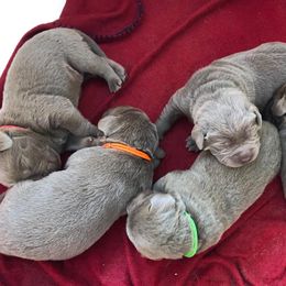 Labrador Retriever Puppies from KMC Gun Dogs