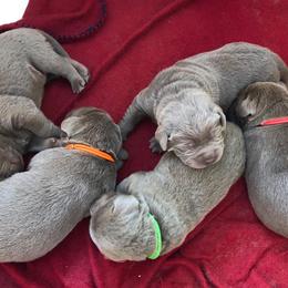 Labrador Retriever Puppies from KMC Gun Dogs