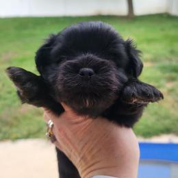 Speck - Black and white male Shichon puppy in Imperial, Missouri from Shichon Teddybear  puppies of Miss