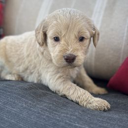 Cookie Crumb - Apricot male Goldendoodle puppy in Greenville, North Carolina from ENC Goldendoodles