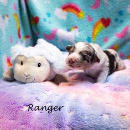 Ranger - Blue merle male Australian Shepherd puppy in Benton City, Washington from Eventide Australian Shepherds
