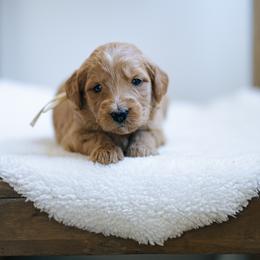 White collar girl - Belle - Red  female Goldendoodle puppy in Duncan, South Carolina from Abner Creek Poodles & Doodles