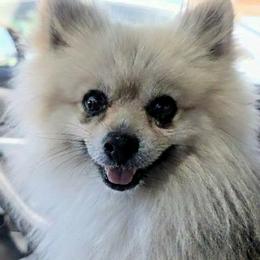 Pomeranian puppies from Tamara's Puppies