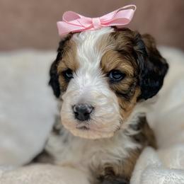 Adella - Sable Bernedoodle puppy in Valrico, Florida from Shadow Kennels