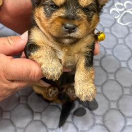 Malachi Glubb - Black and gold male Yorkshire Terrier puppy in Phoenix, Arizona from Coursey’s Yorkies