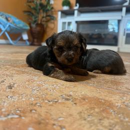 Boy 1 - Black and tan male Yorkshire Terrier puppy in Pomona, California from Lunio's Yorkies
