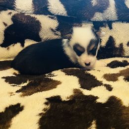 Panda - Black and tan male Pembroke Welsh Corgi puppy in Hillsville, Virginia from Bonderosa Kennels