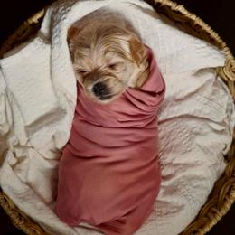Green Collar Girl - Sable female Yorkipoo puppy in Las Vegas, Nevada from Plush Toy Poodle Puppies & Pals