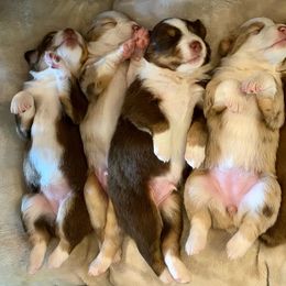 Australian Shepherd and Miniature Australian Shepherd Puppies from Aussie Trail Farms