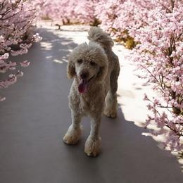 Elvira - Poodle