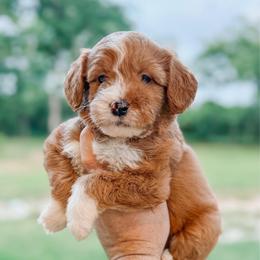 Bandera - Red  male Goldendoodle puppy in Iola, Texas from Supreme Doodles of Texas