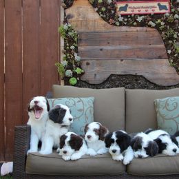 Bearded Collie Puppies from kristen webb