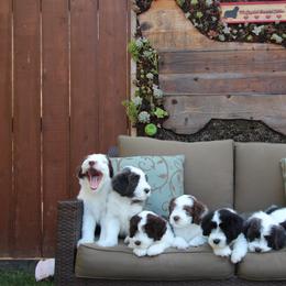 Bearded Collie Puppies from kristen webb