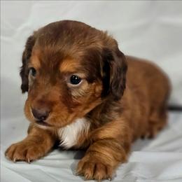 Chestnut - Sable male Dachshund puppy in Arthur, Illinois from Dachs and Poms