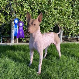 American Hairless Terriers from OakSahara