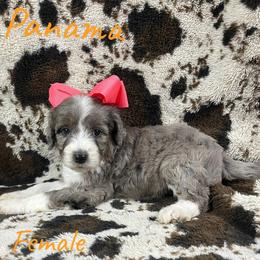 Panama - Blue merle female Aussiedoodle puppy in Cleveland, Tennessee from C&S Kennels