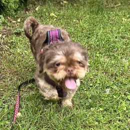 Shih Tzu puppies from Becraft's Shih Tzu of Valhalla