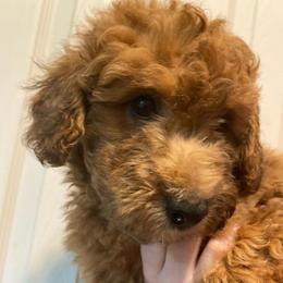 Boy 2 - Sable male Aussiedoodle puppy in Columbia, Kentucky from Burton's Precious Doodles