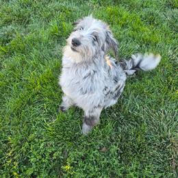 Slate - Blue merle male Aussiedoodle puppy in Buffalo, Illinois from Pear Tree Pups