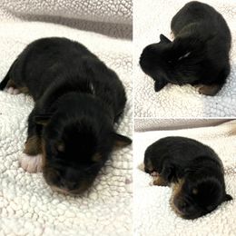 WILL - Black tri-color male Australian Shepherd puppy in Red Bluff, California from Dream E River Ranch