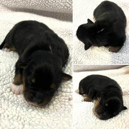 WILL - Black tri-color male Australian Shepherd puppy in Red Bluff, California from Dream E River Ranch