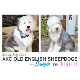Old English Sheepdog puppies from Narrow Path Old English & Sheepadoodles