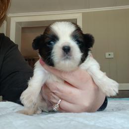Osha - Sable and white female Shih Tzu puppy in Brodnax, Virginia from K.B's